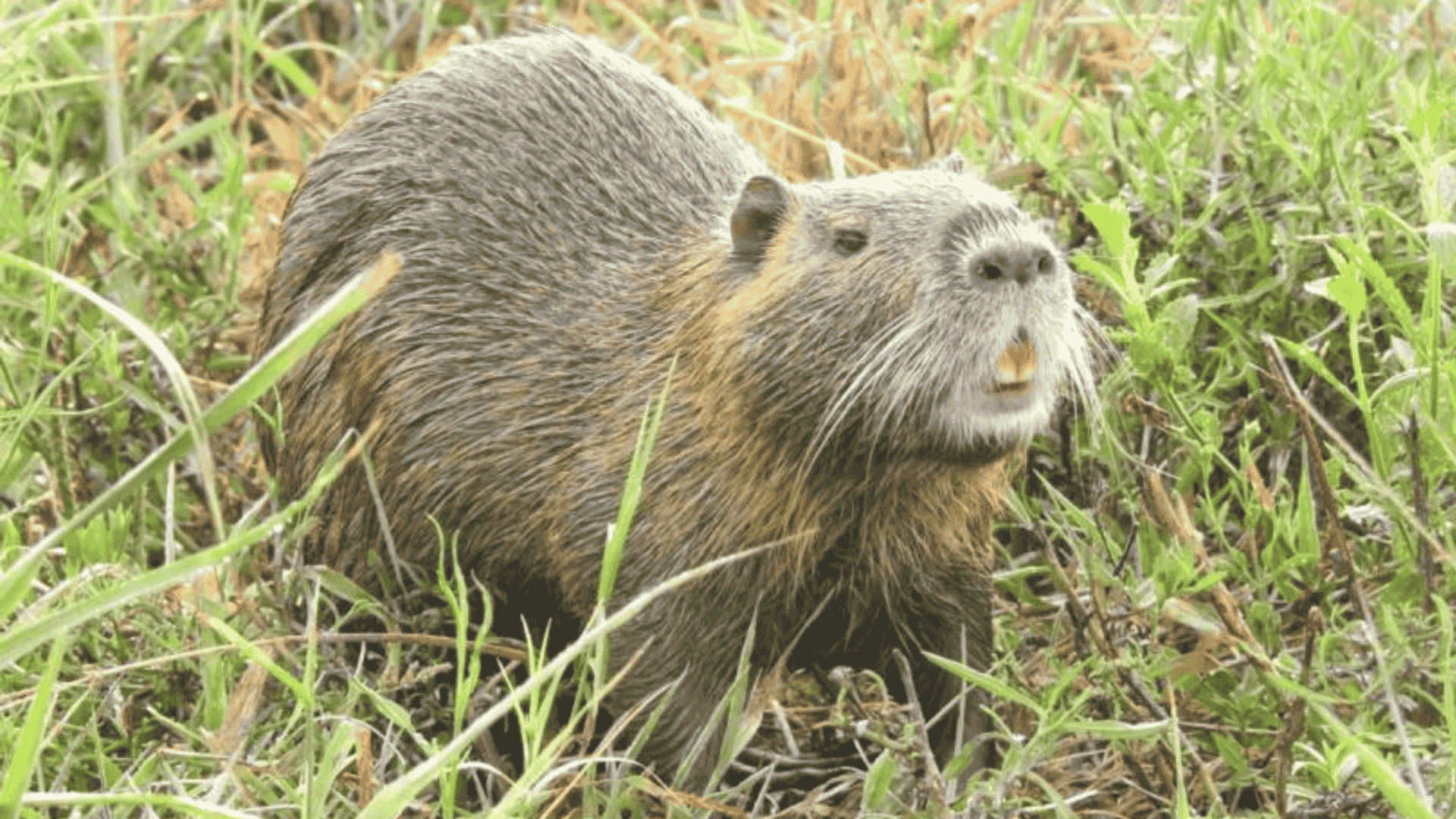 Nutria_Coypu