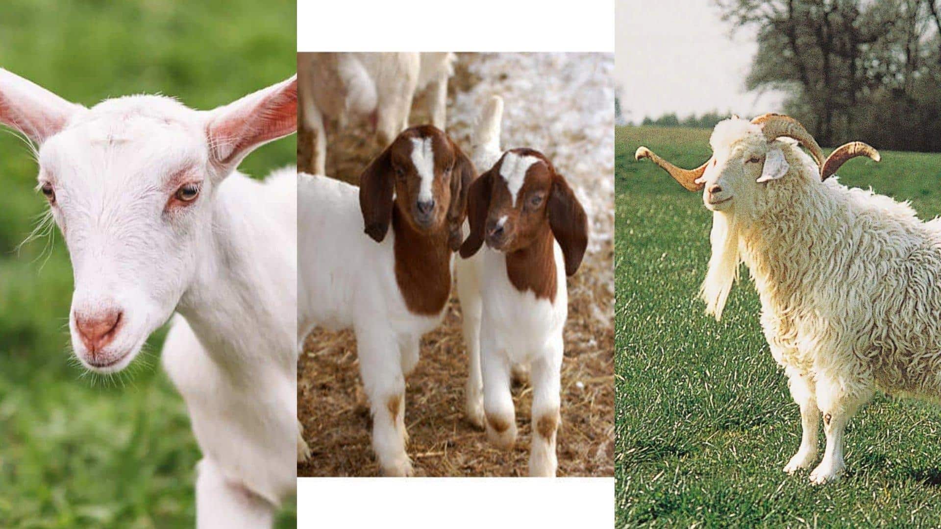 Other_Breeds_to_Consider