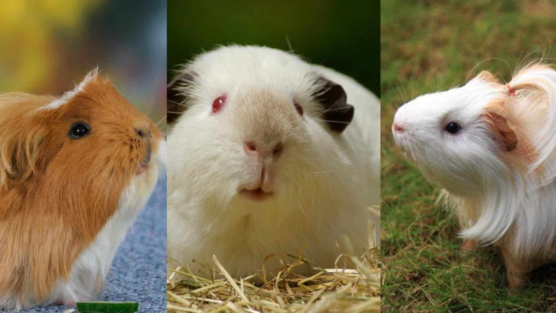 Other_Unique_Breeds_to_Consider