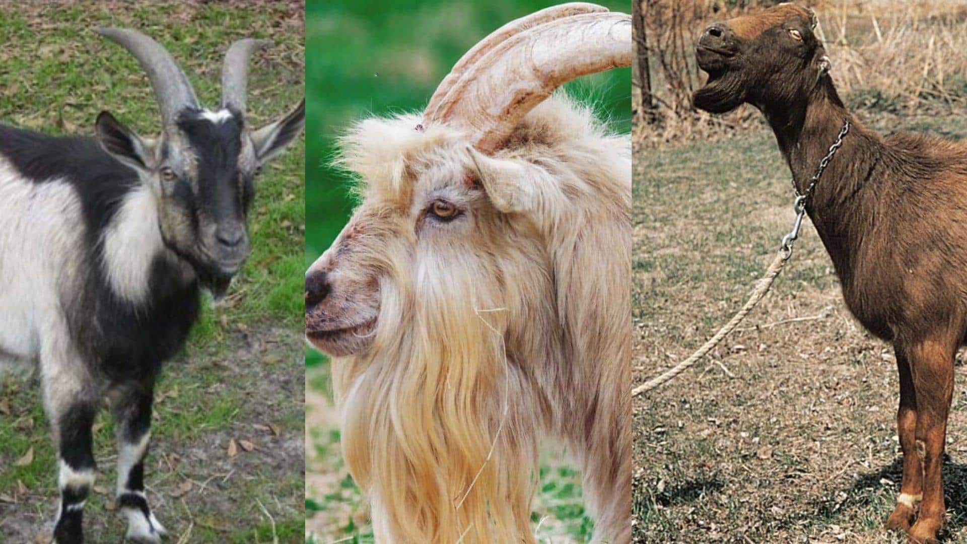 Small_and_Friendly_Purposes