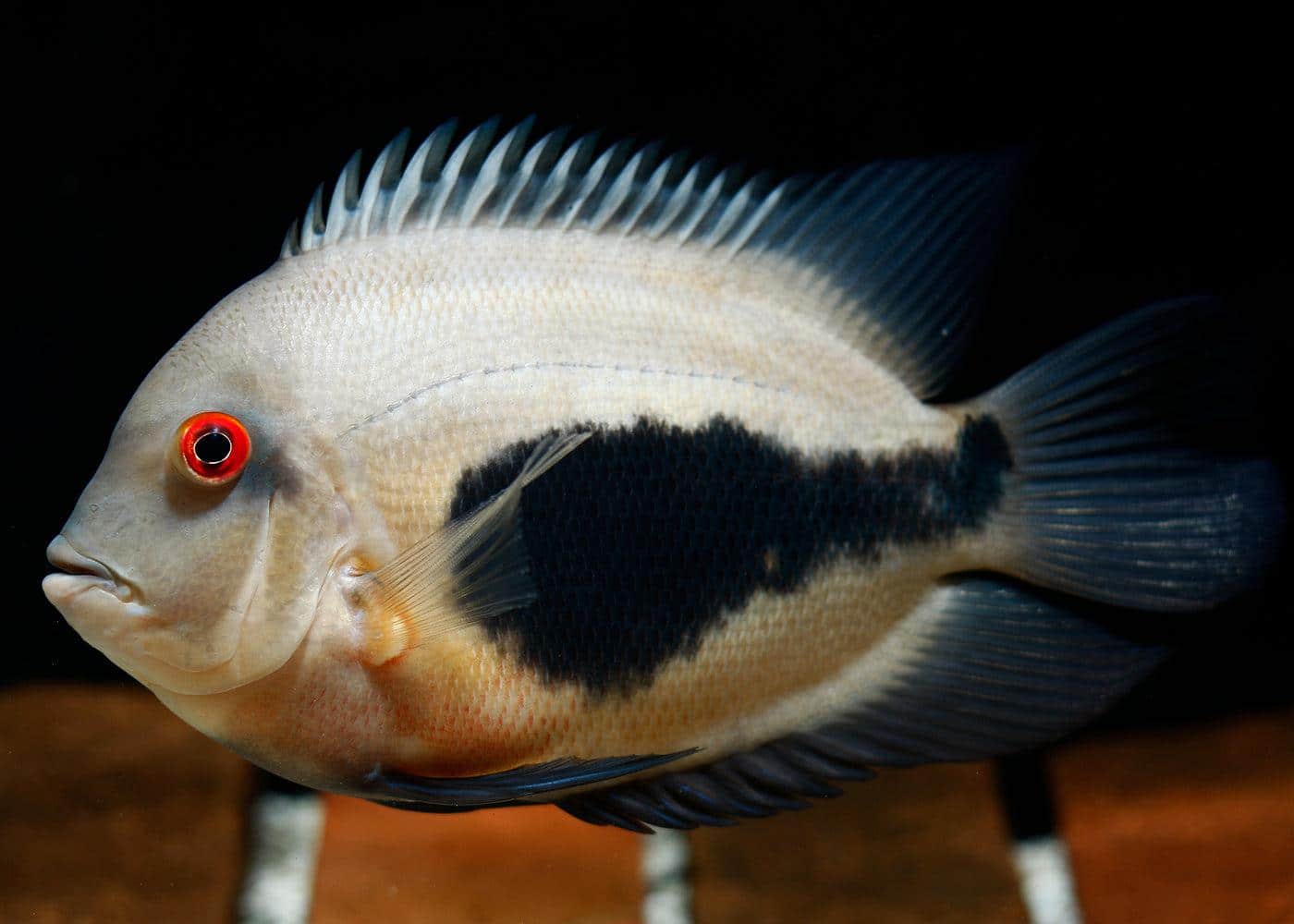 Uaru_Cichlid