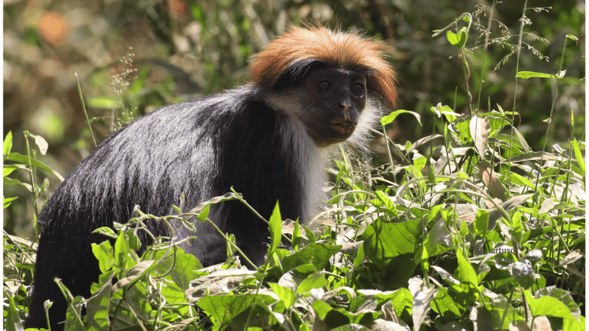 Udzungwa_Red_Colobus