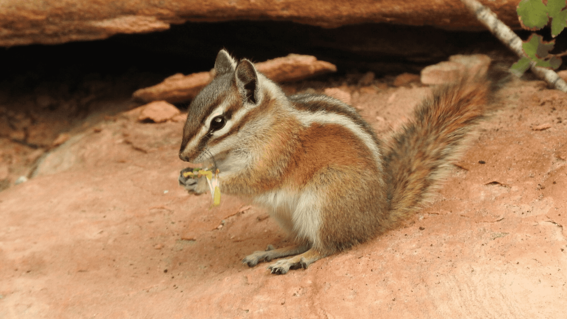 Uinta_Chipmunk
