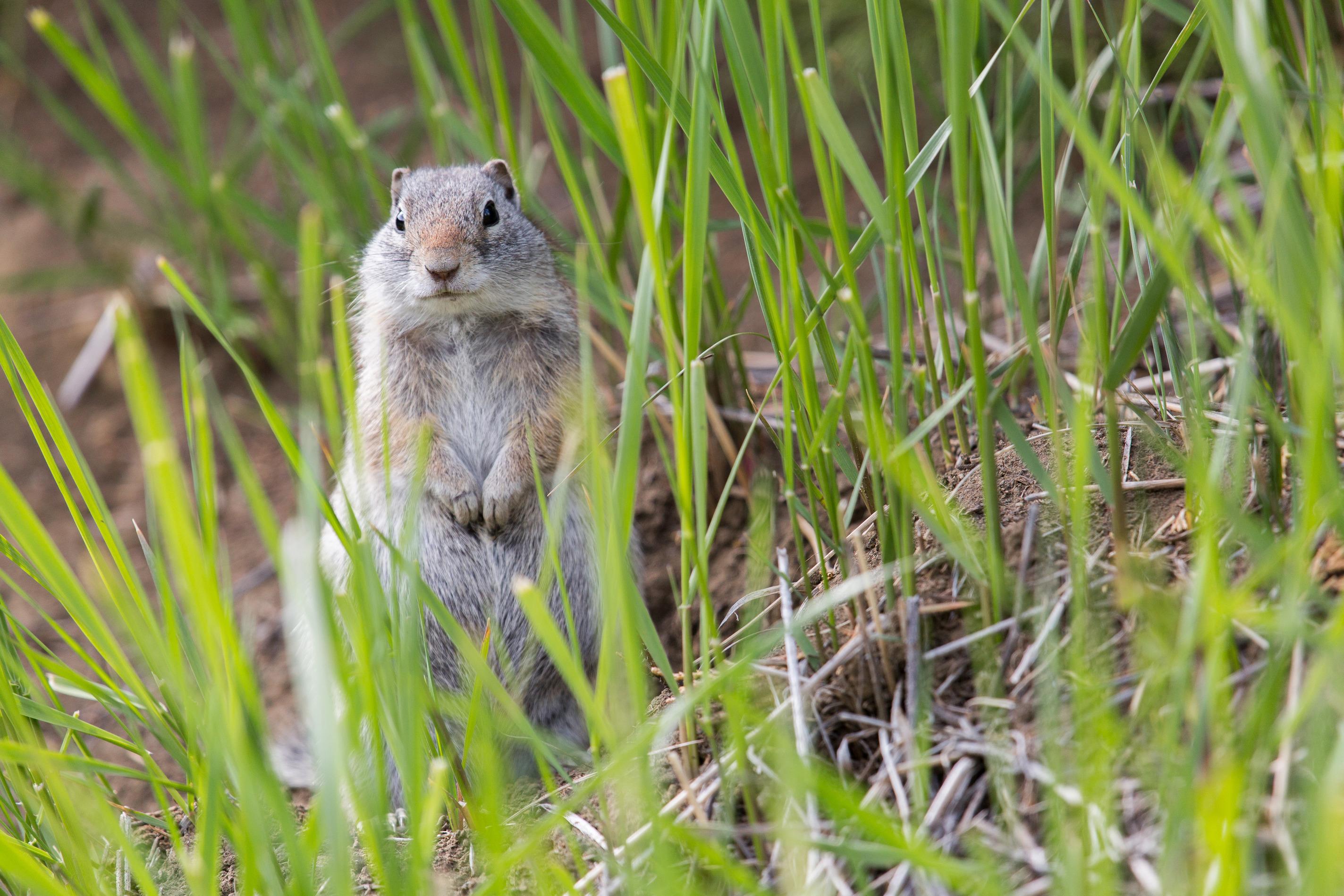 Uinta_Ground_Squirrel