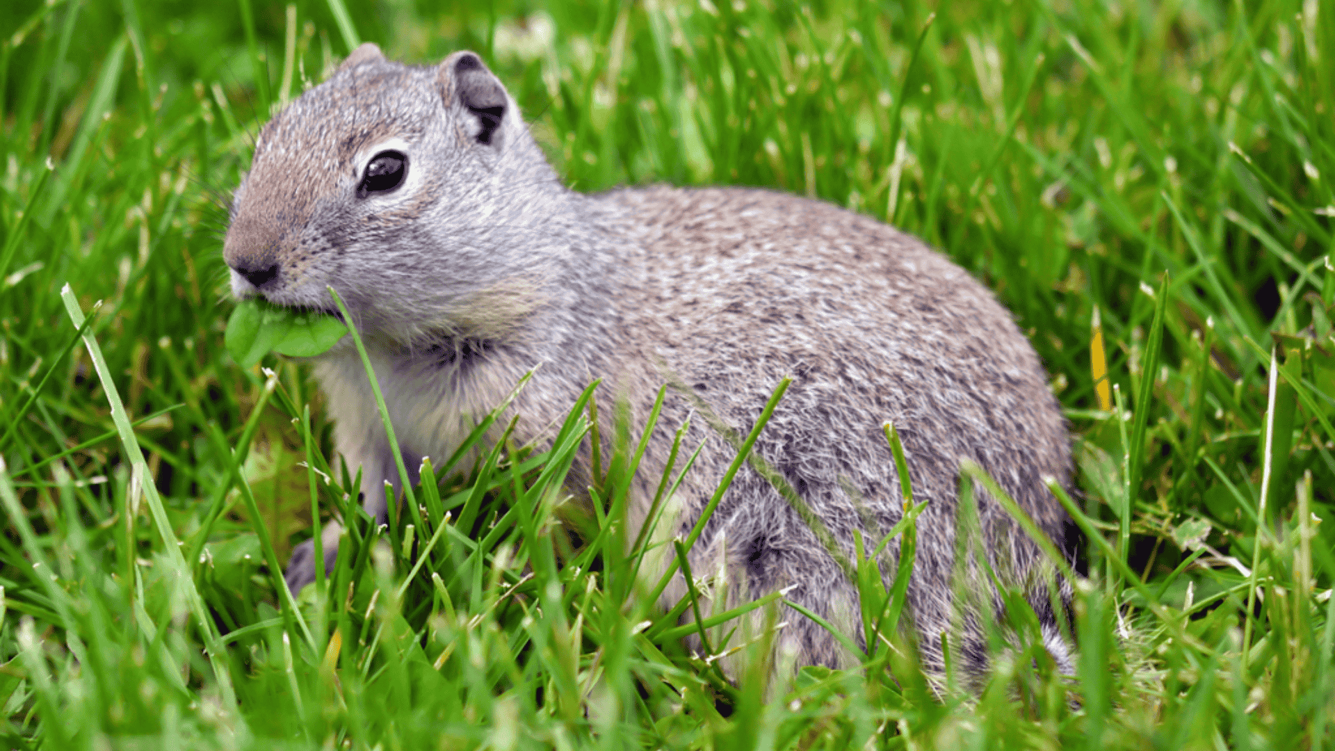 Uinta_Upland_Ground_Squirrel