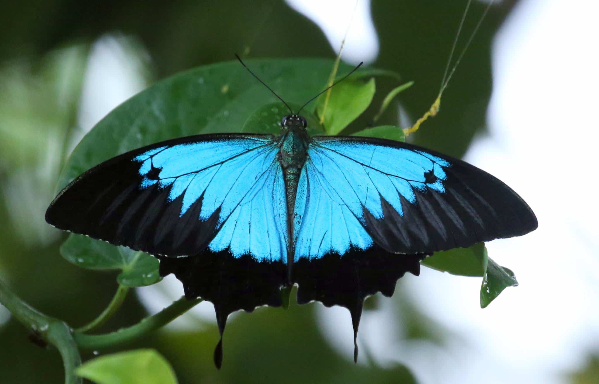 Ulysses_Butterfly