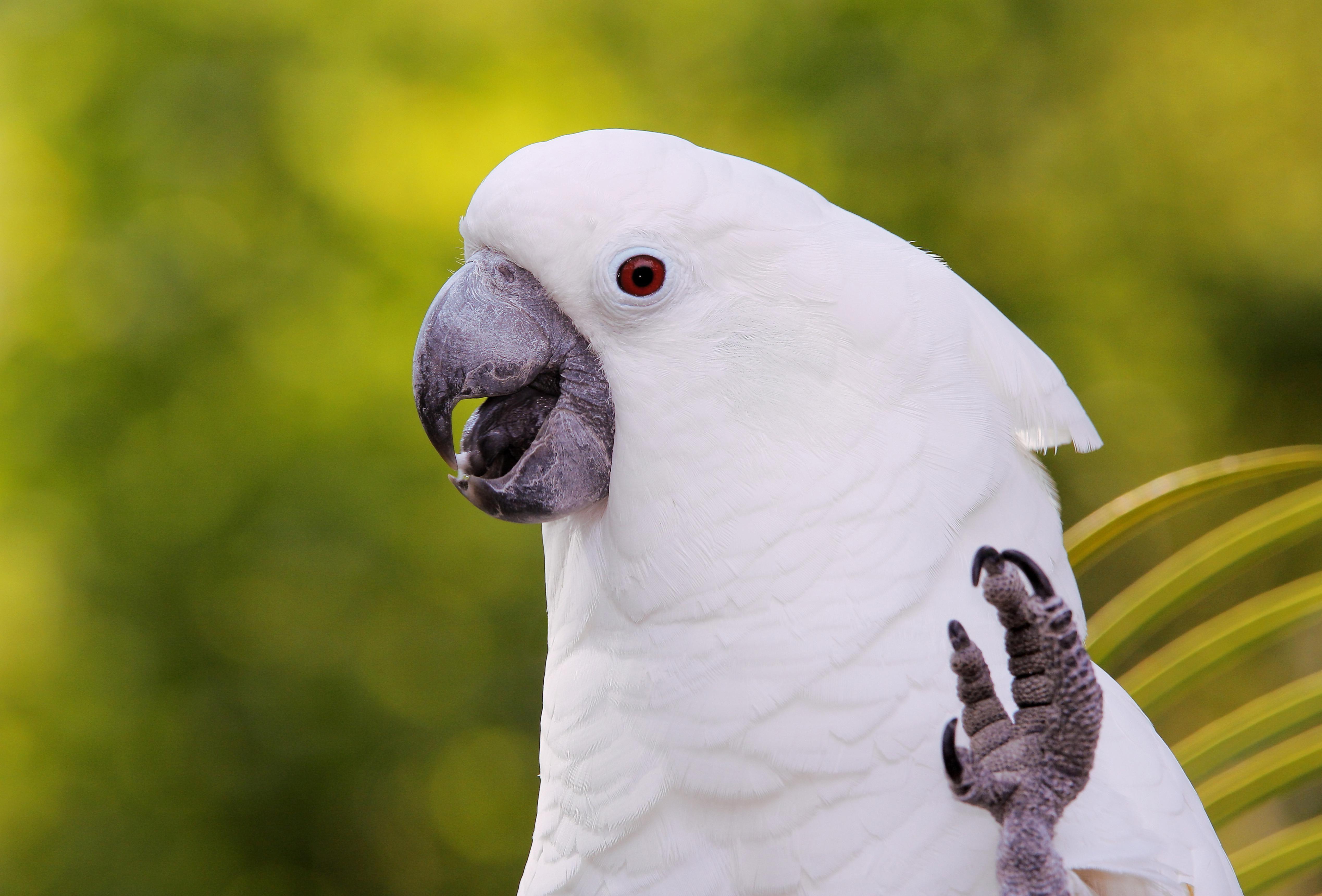Umbrella_Cockatoo