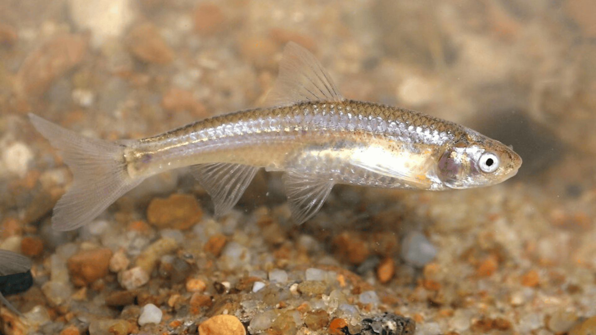 Umkomaas_Minnow