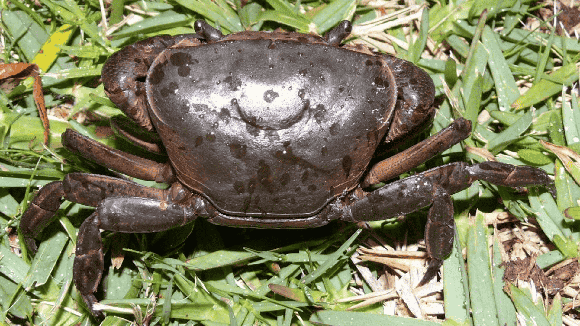 Umkomaas_River_Crab