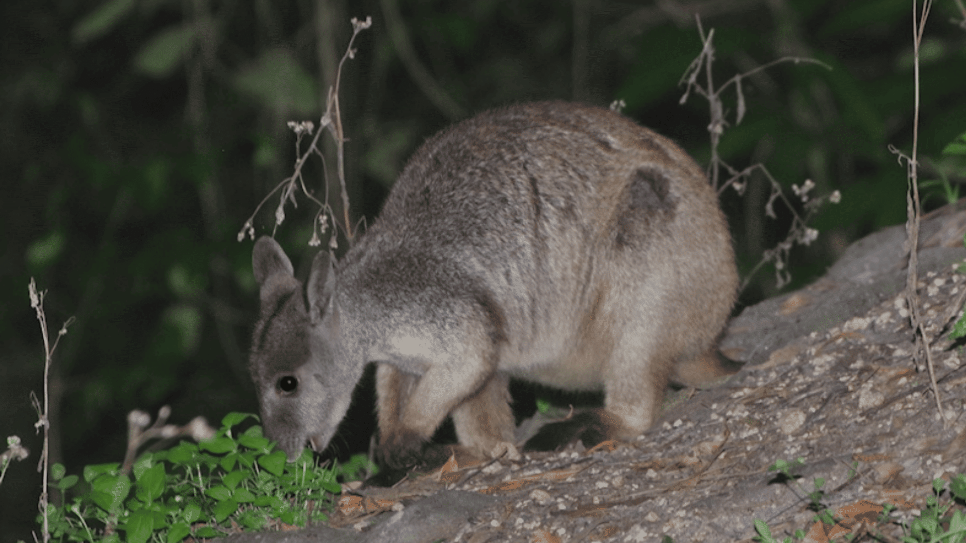 Unadorned_Rock_Wallaby