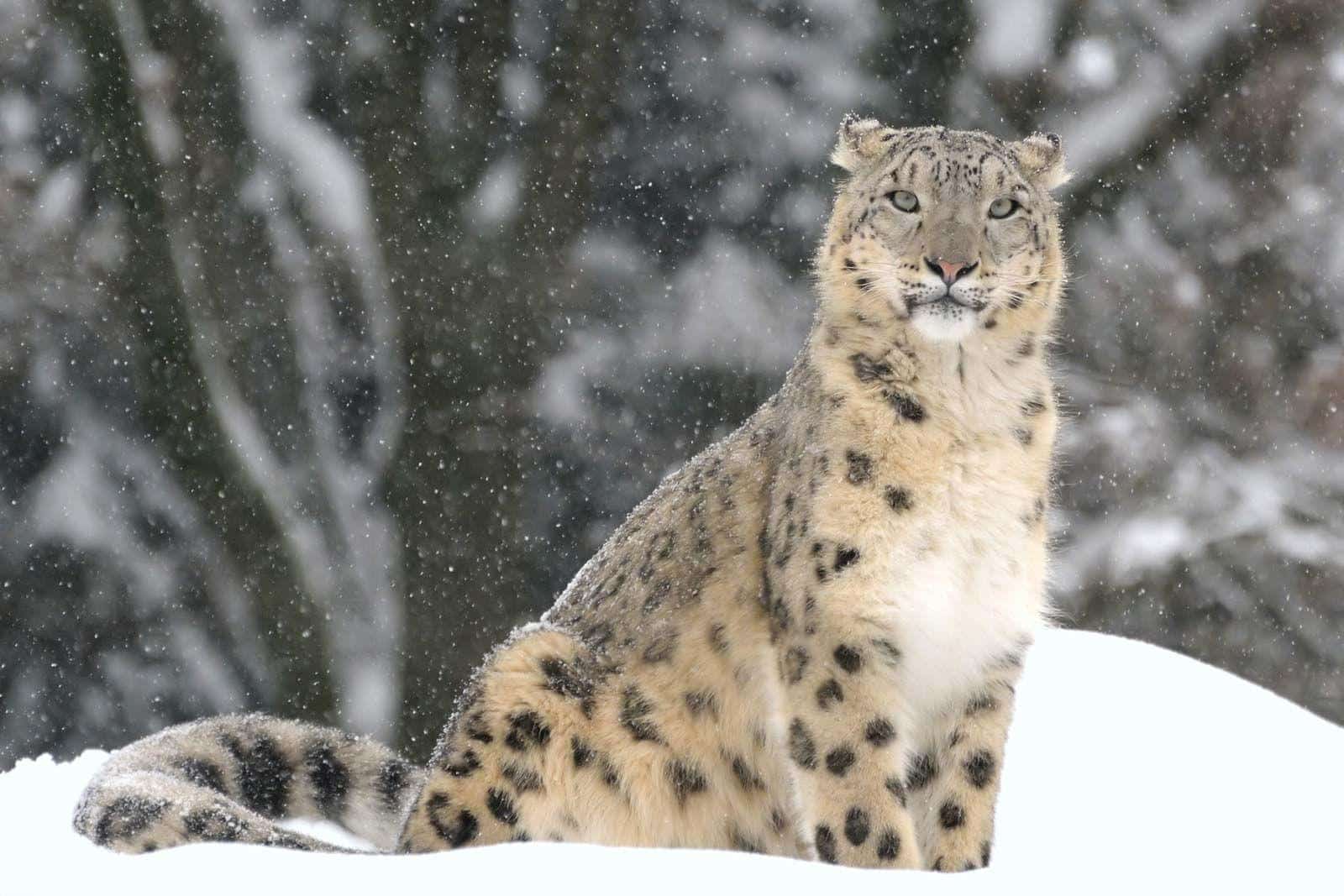 Uncia_Snow_Leopard