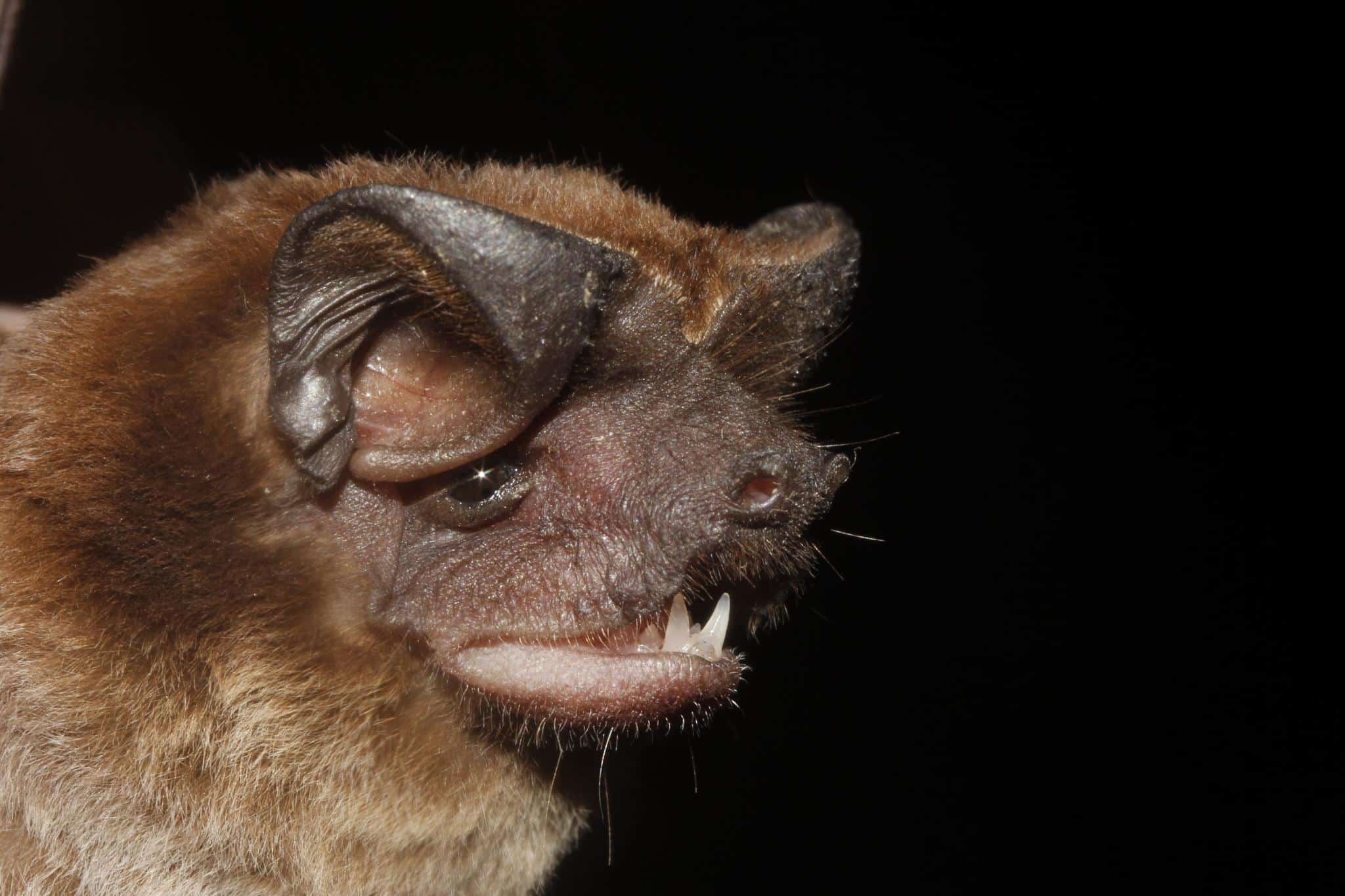 Underwoods_Bonneted_Bat