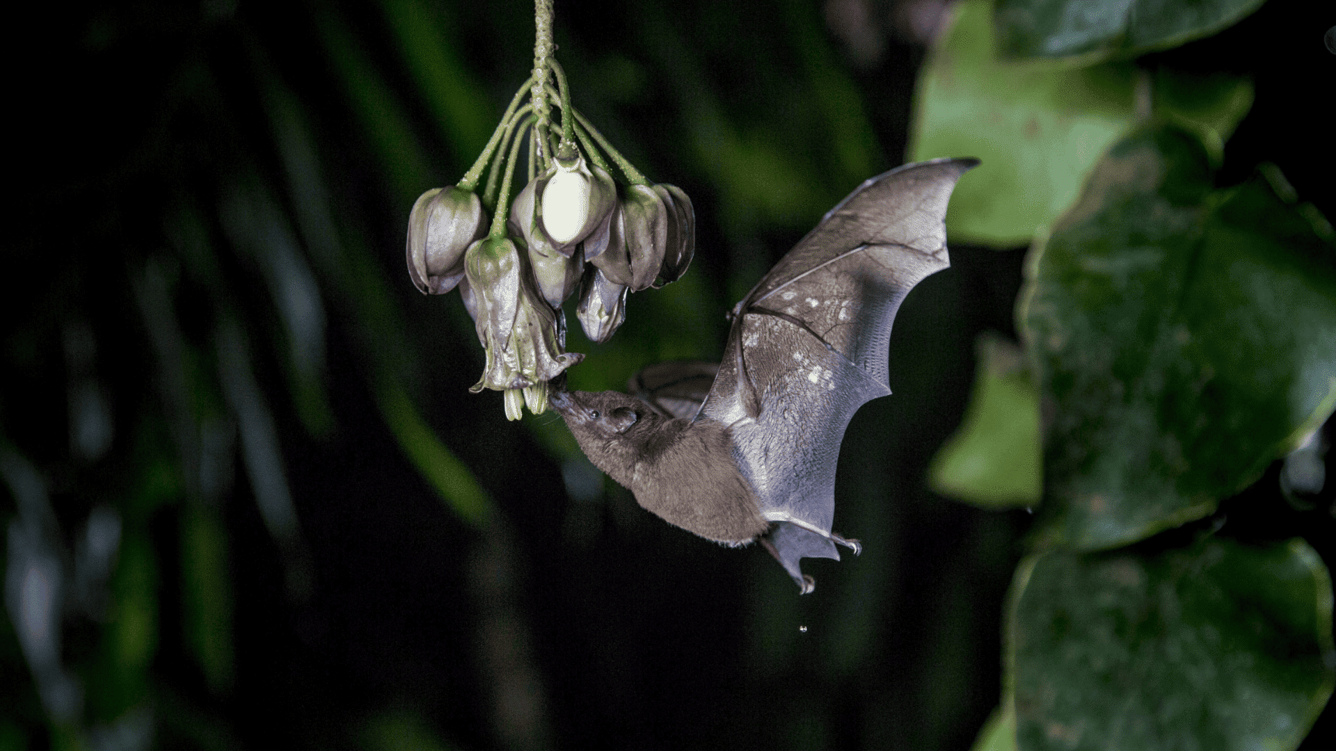 Underwoods_Long-Tongued_Bat