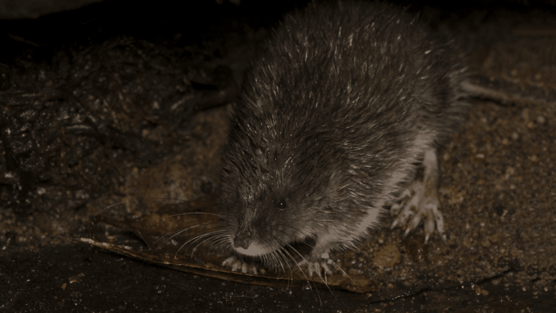 Underwoods_Water_Mouse