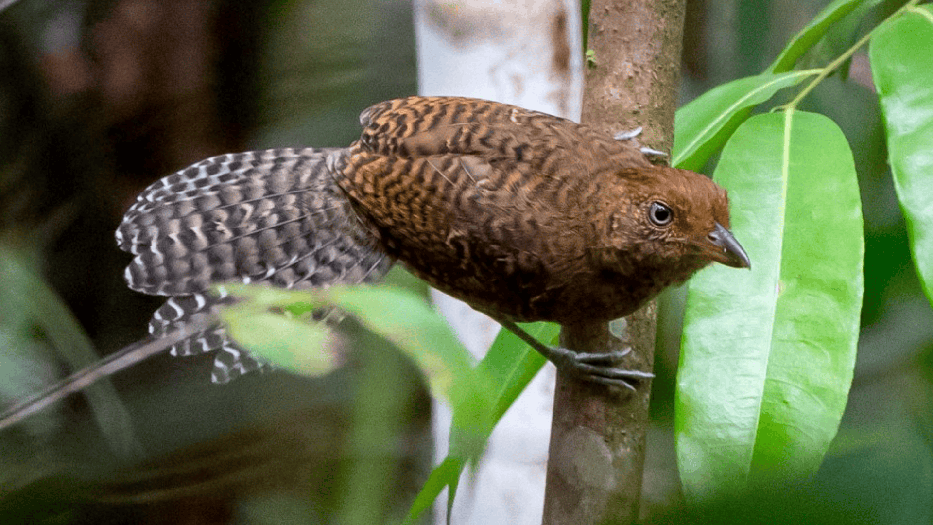 Undulated_Antshrike