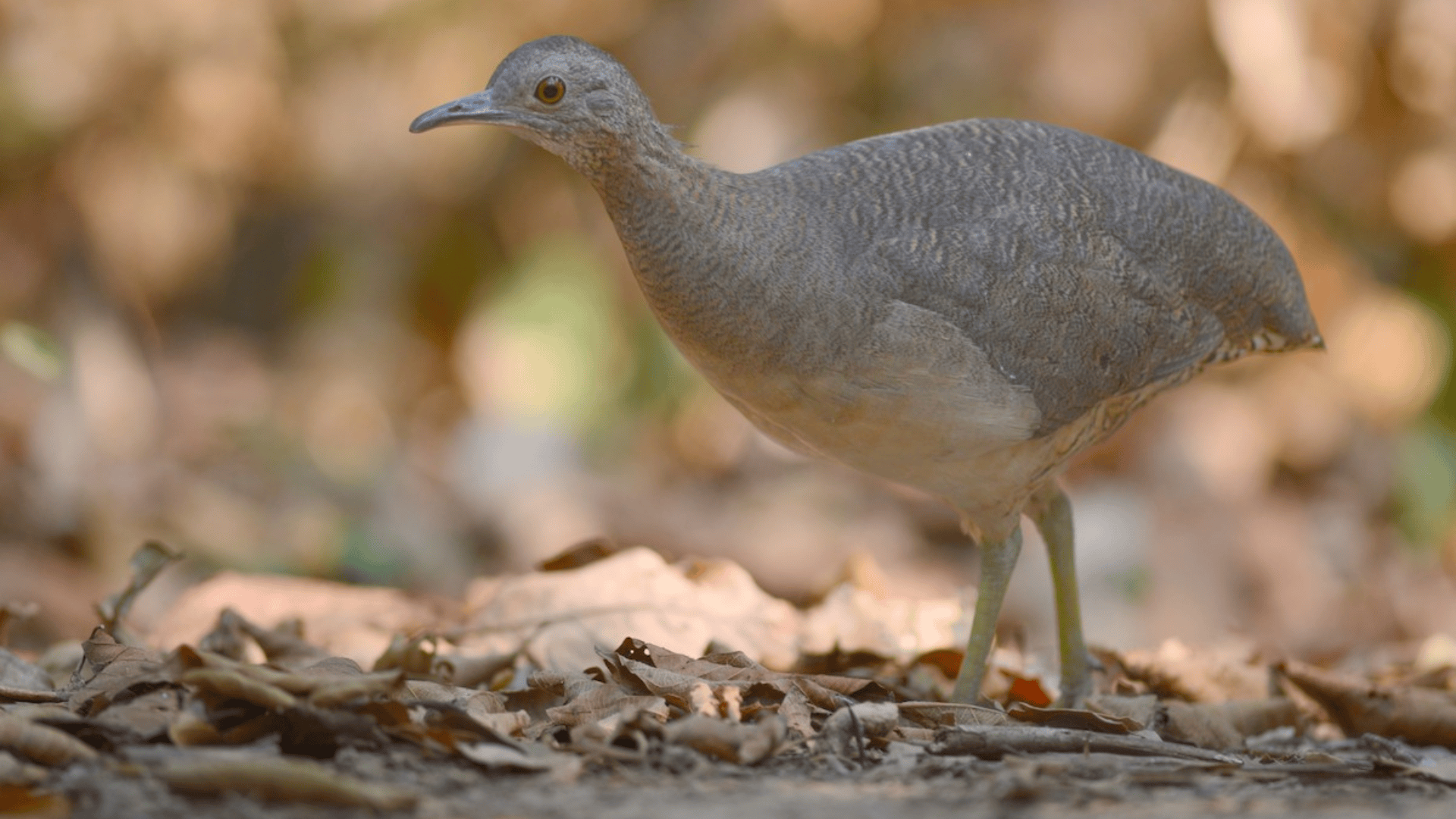 Undulated_Tinamou