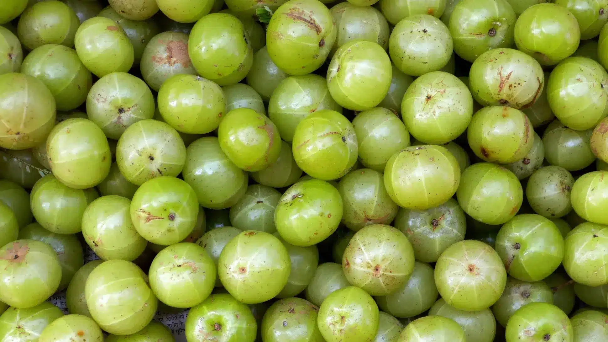 West_Indian_Gooseberry