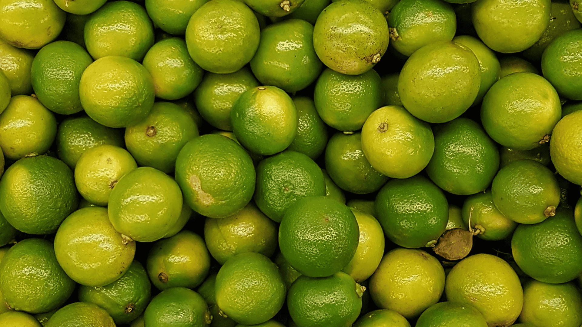 West_Indian_Lime