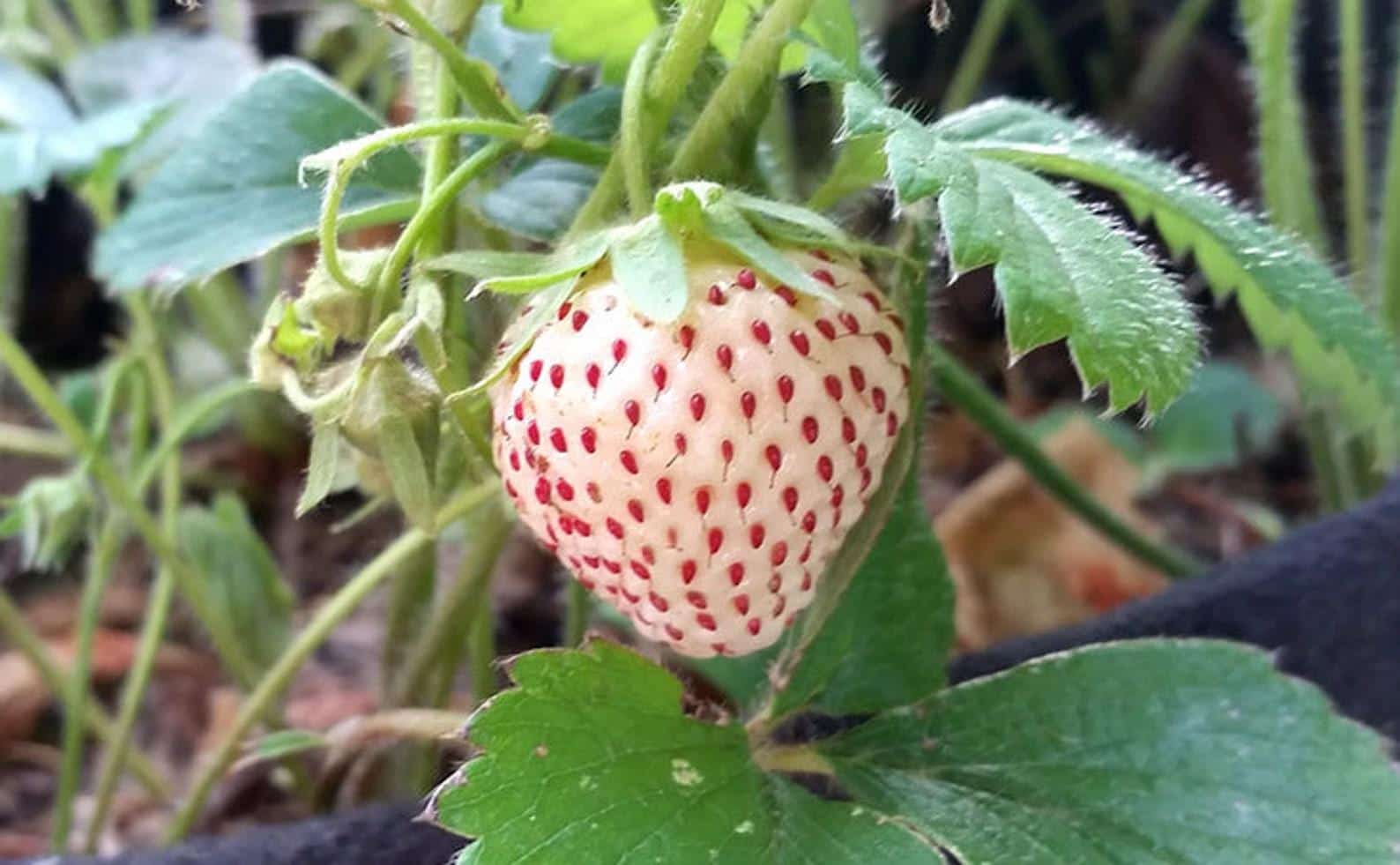 White_Alpine_Strawberry