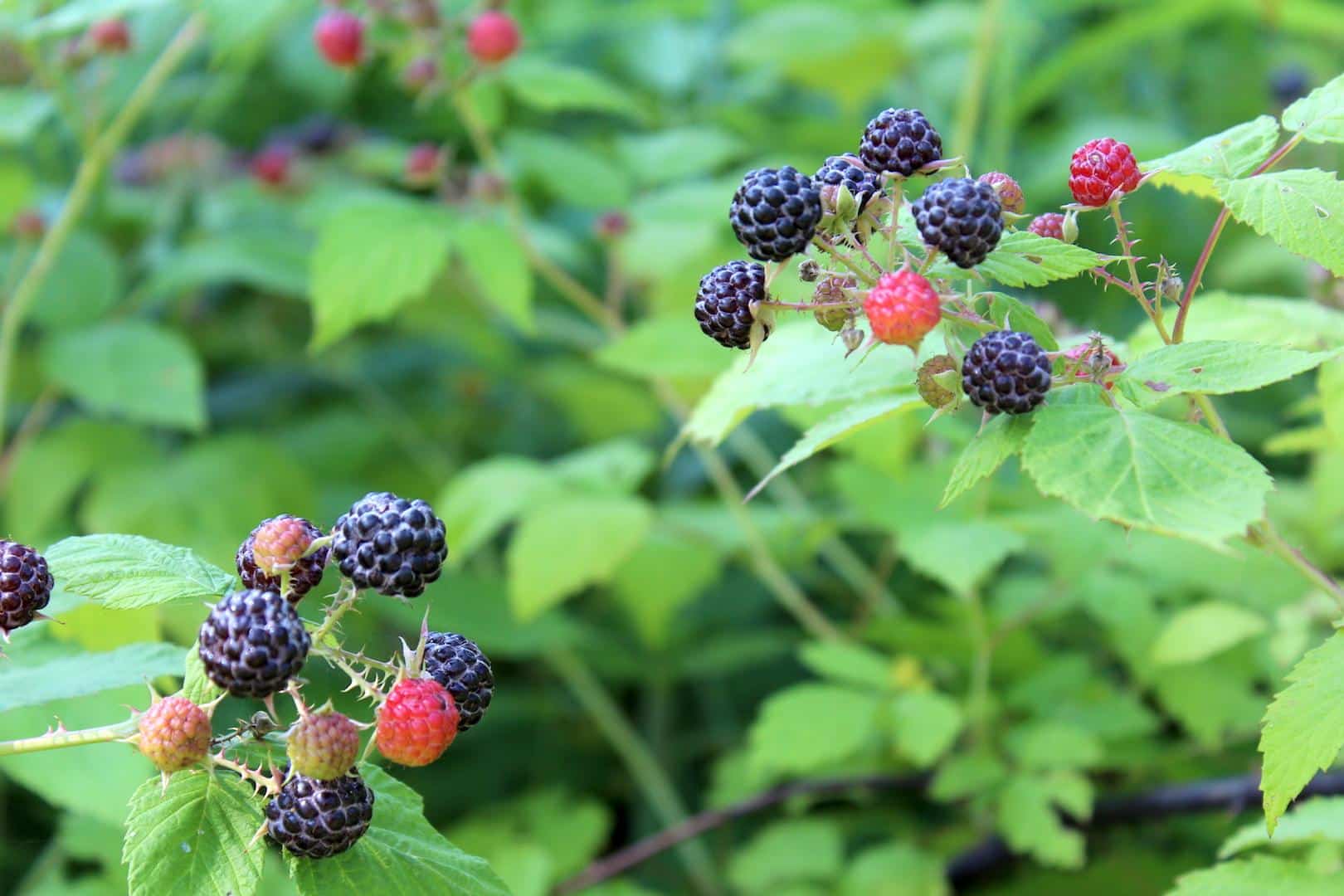 Wild_Raspberry