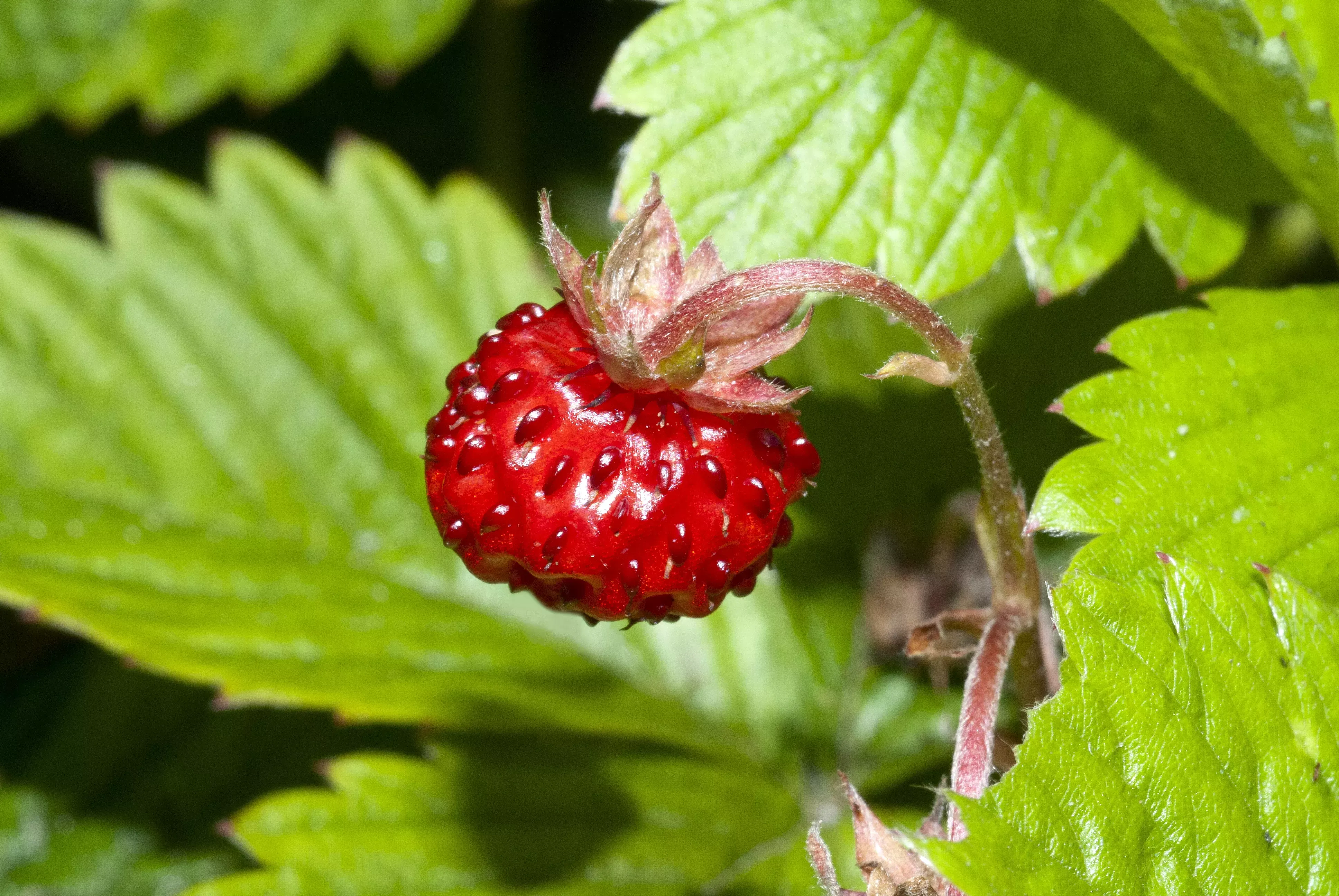 Wild_Strawberry
