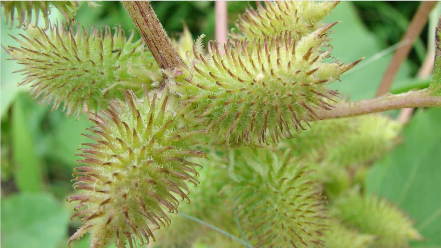 Xanthium