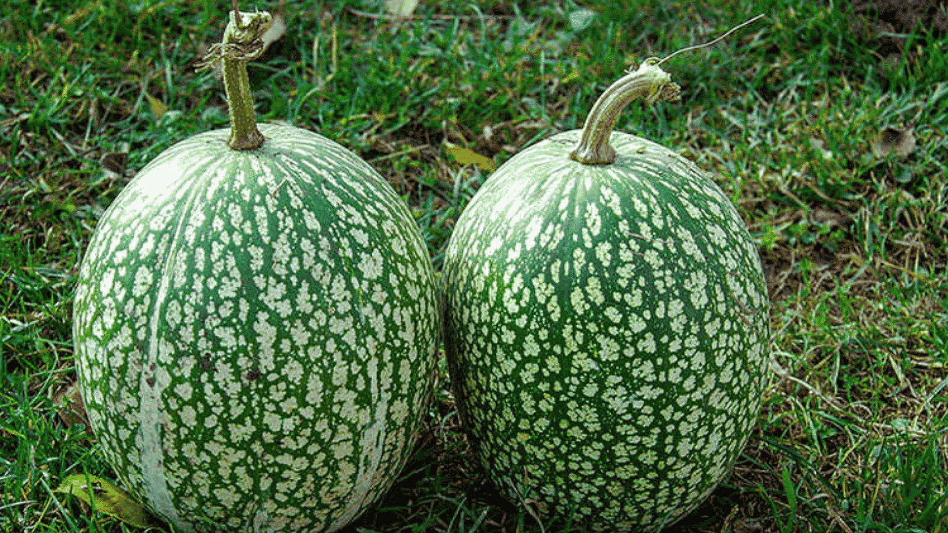 Xilacayota_Squash