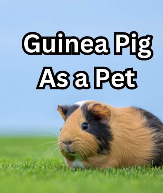 guniea pig as a pet
