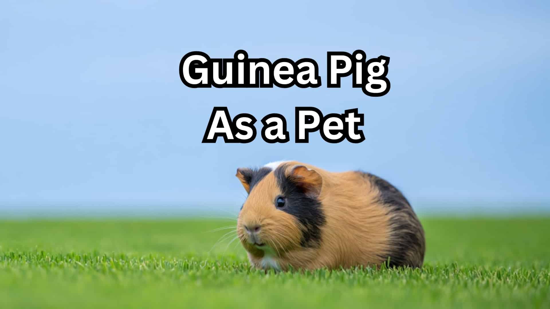 guniea pig as a pet
