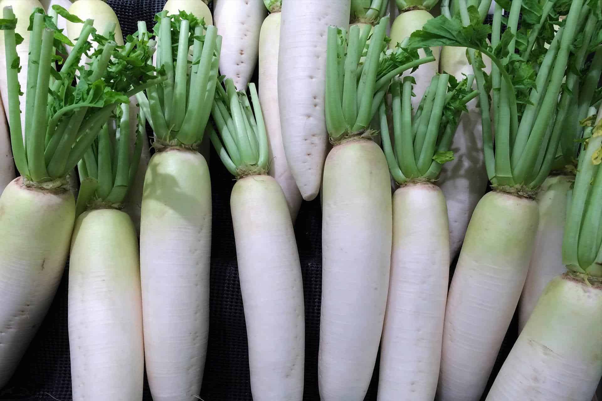 j-10_Japanese_Radish_Daikon