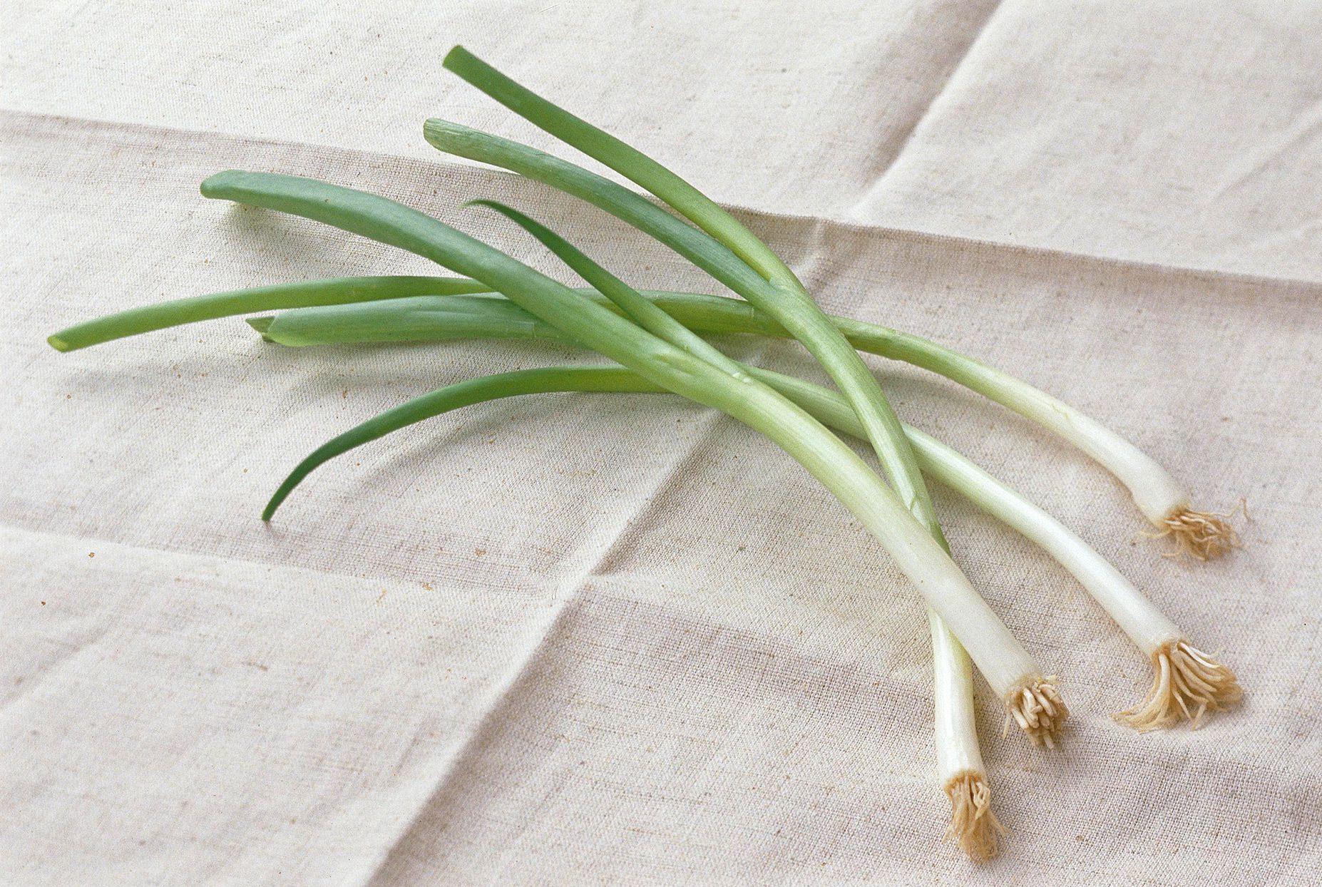 j-11_Japanese_Scallion_Negi