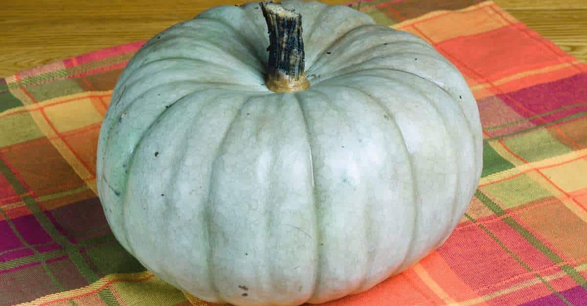 j-14_Jarrahdale_Pumpkin