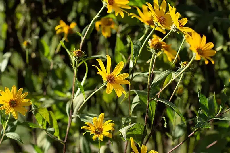 j-18_Jerusalem_Artichoke_Leaves