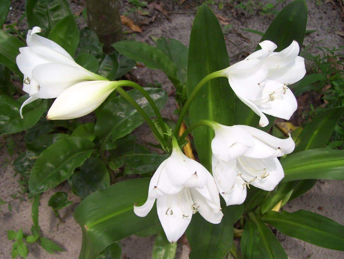 j-20_Jagus_Rare_Plant