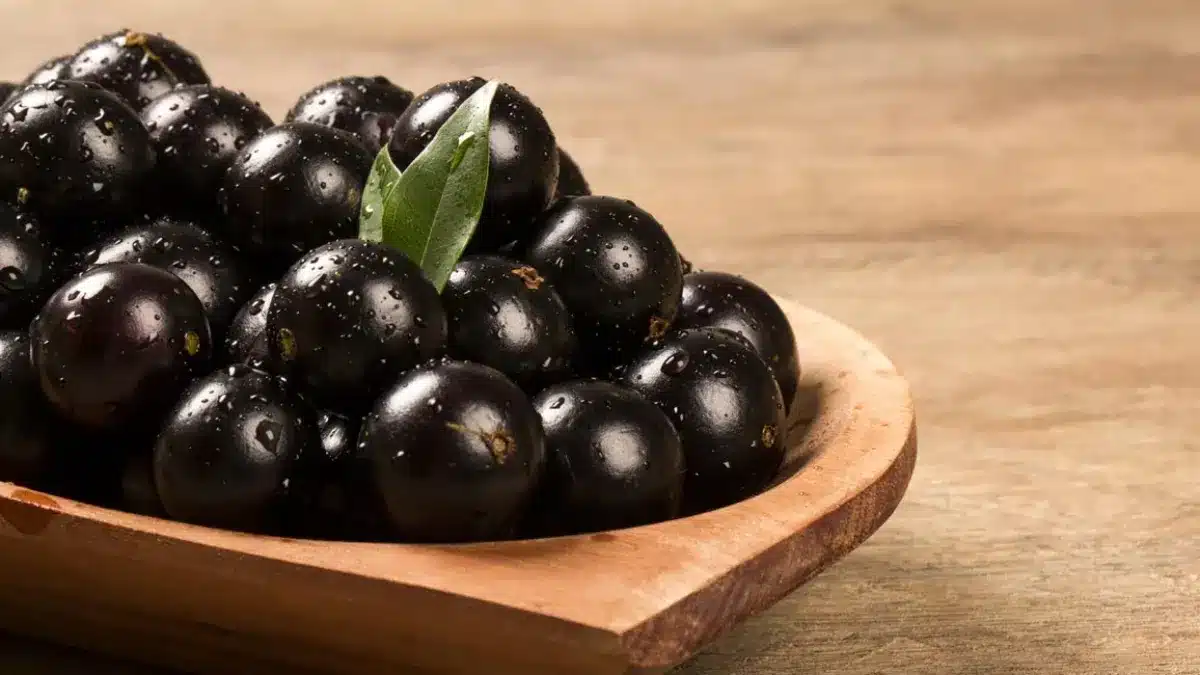 j-22_Jabuticaba