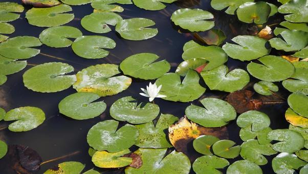 j-24_Junsai_Water_Shield_in_English