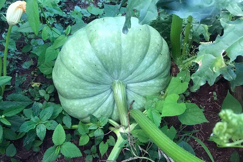 j-27_Jarrahdale_Pumpkin_Leaves