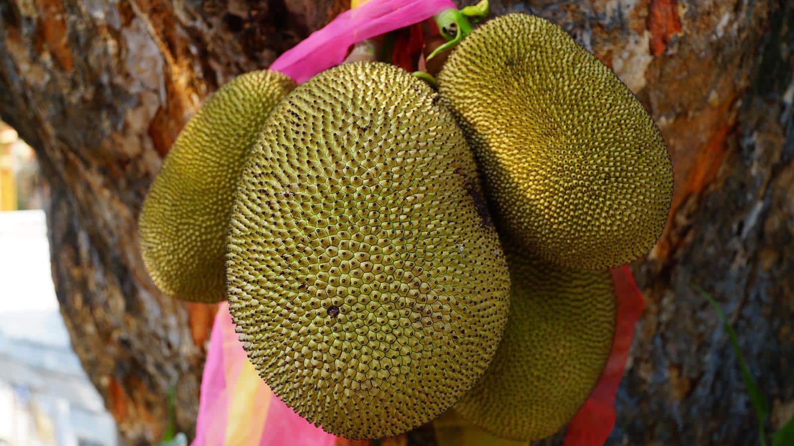 j-2_Jackfruit