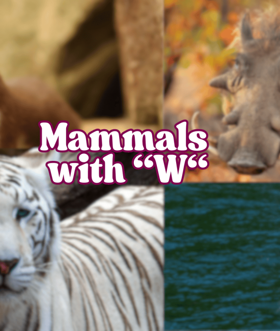 mammals with w