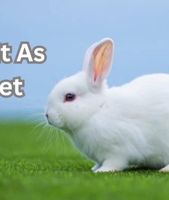 rabbit as a pet