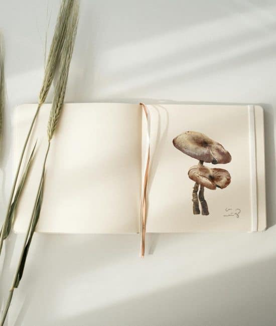 How to Draw a Realistic Mushroom Step by Step