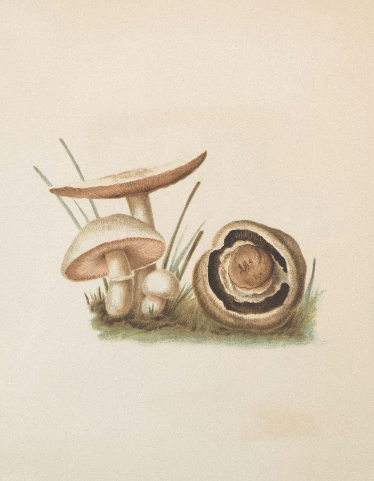 Drawing the Classic Mushroom