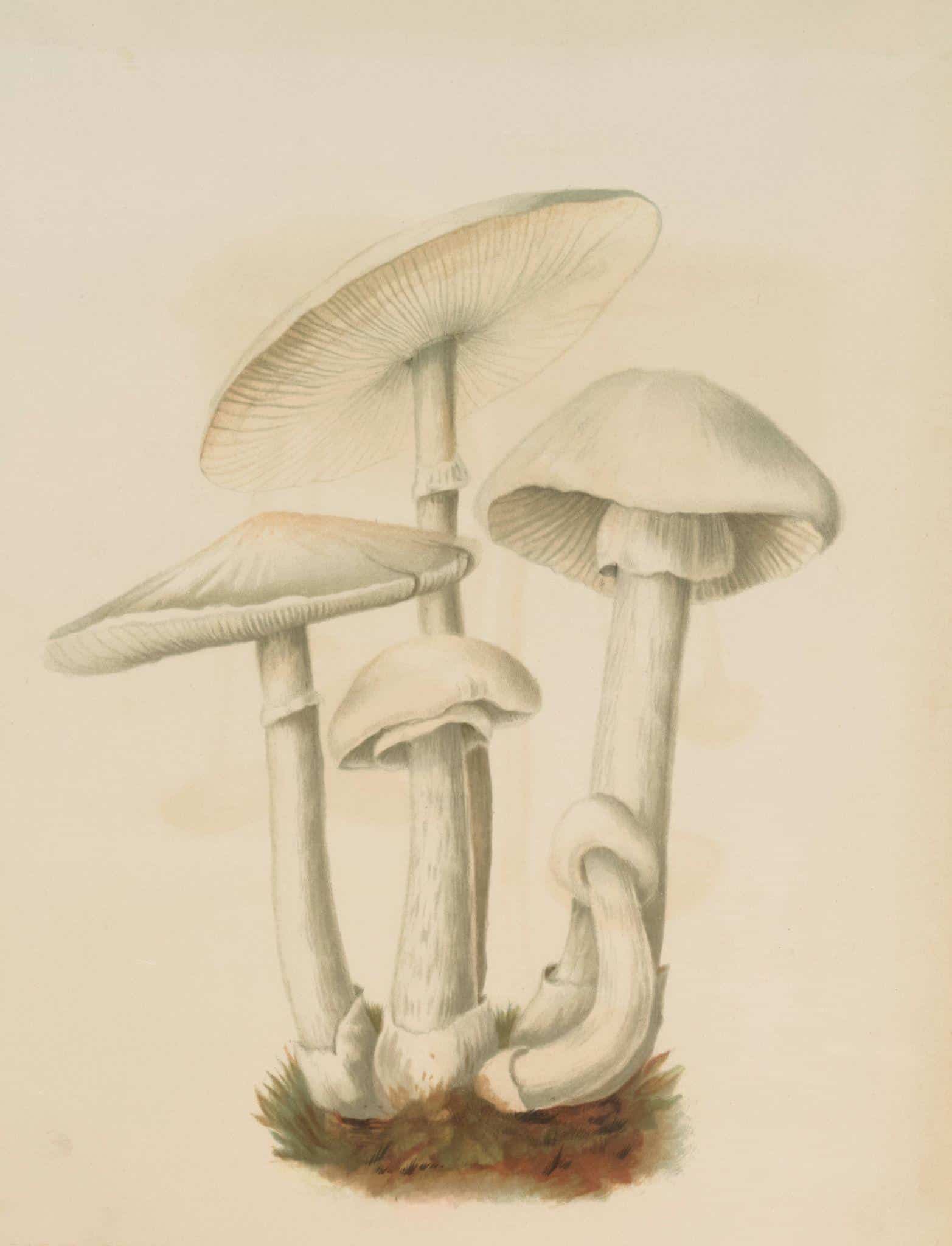 Drawing a Tall Mushroom