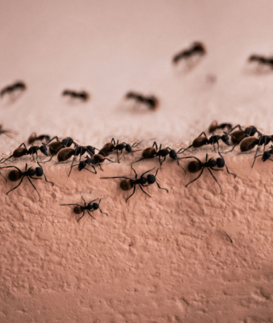 Effective Ant Control for Homes and Gardens