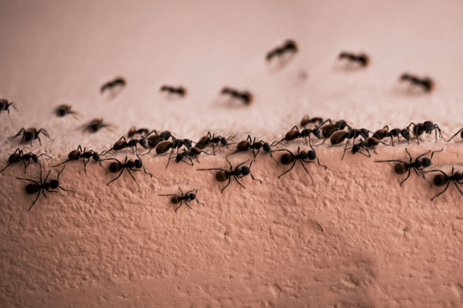 Effective Ant Control for Homes and Gardens
