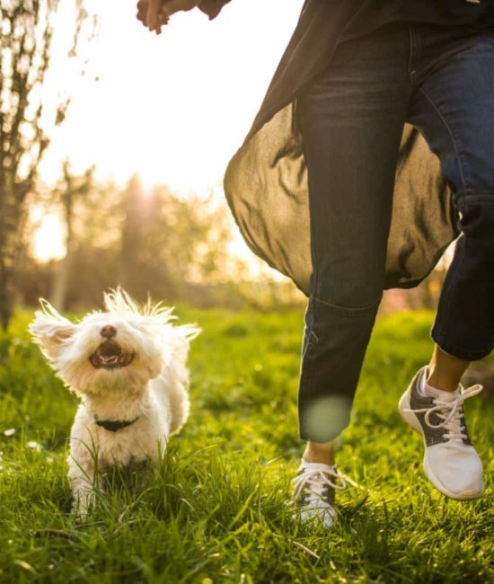 How to Create a Safe Space for Your Energetic Pup