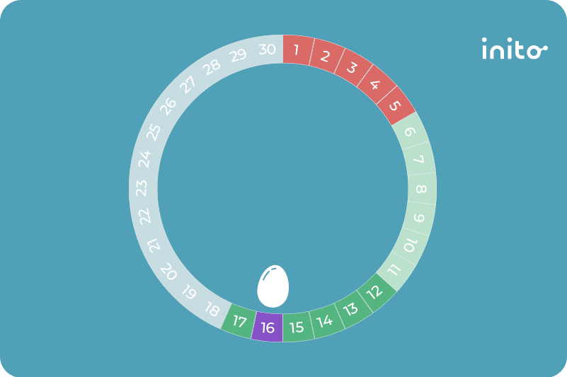 Ovulation Calculator: Why is It Needed and How to Use It