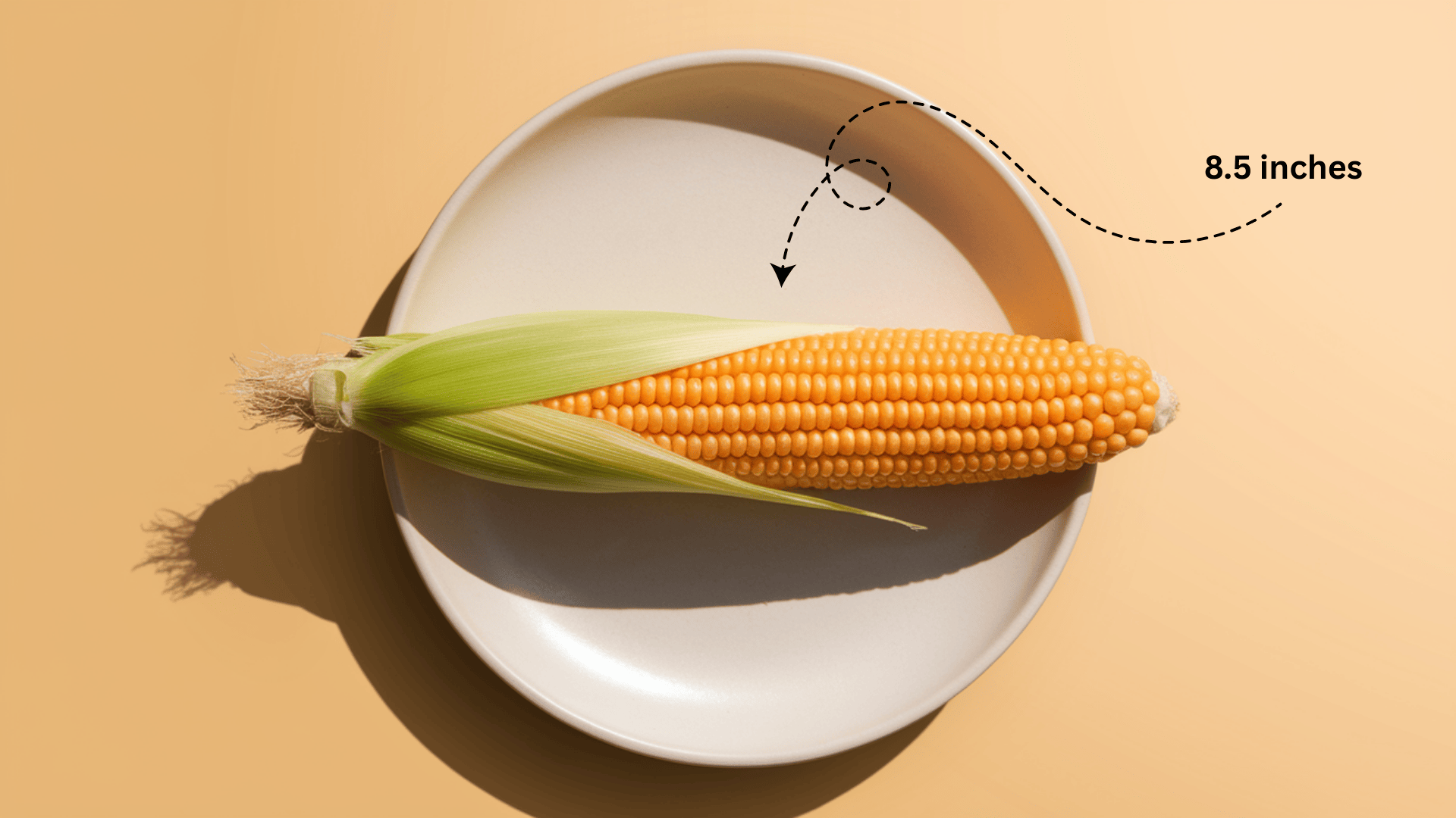 Baby_Size_at_Week_24_-_Corn