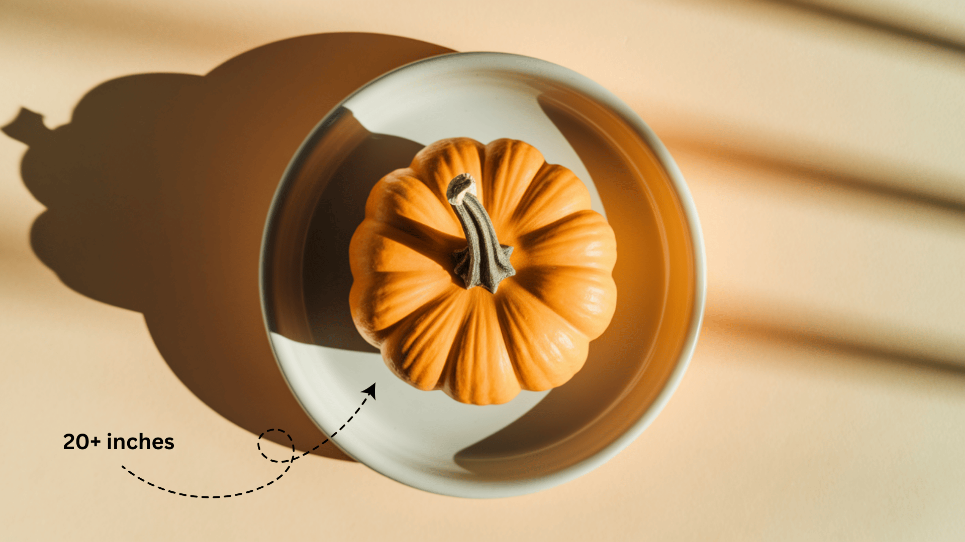 Baby_Size_at_Week_40_-_Small_Pumpkin