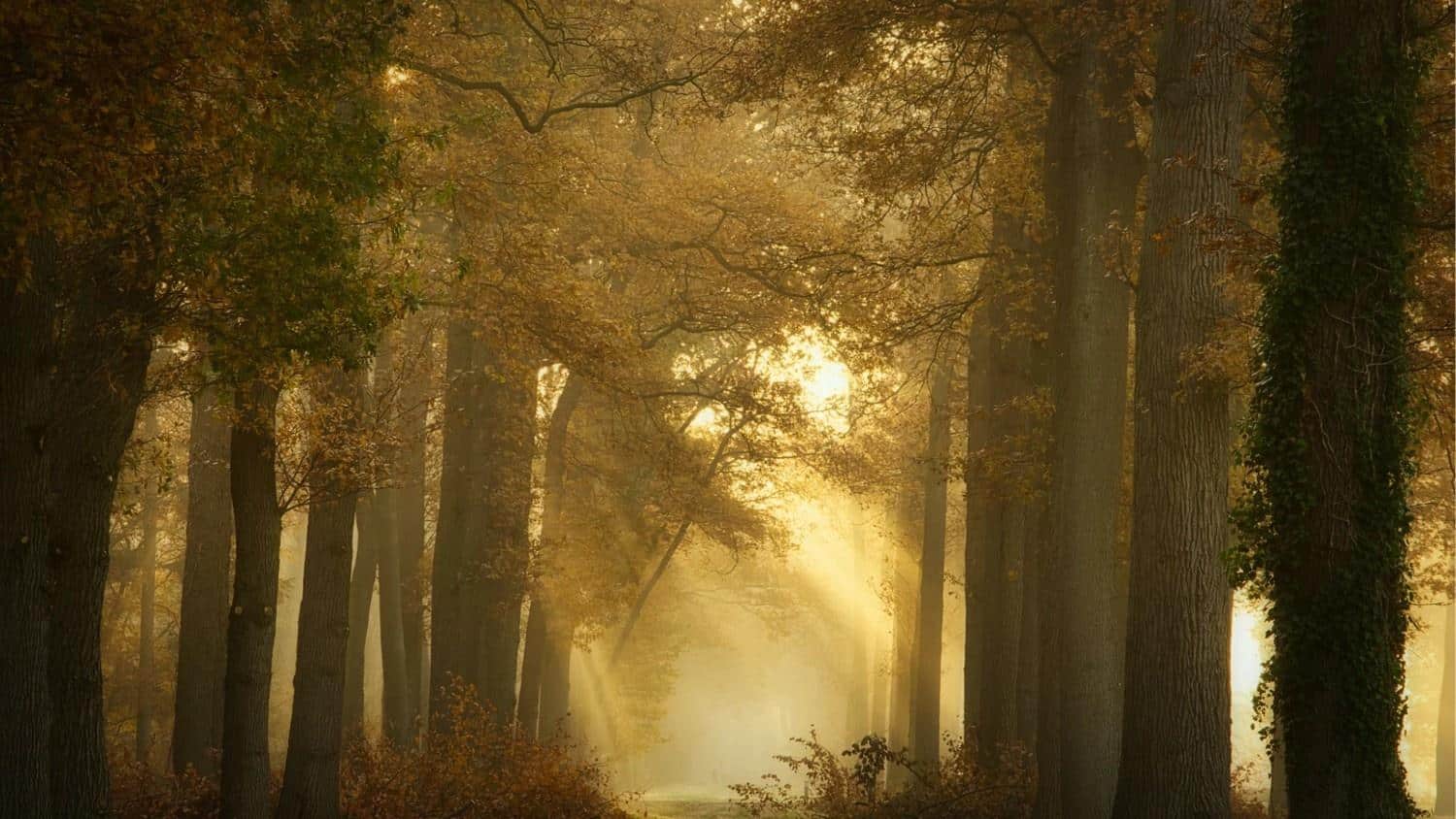 Dreamy_Photography_Locations__Techniques